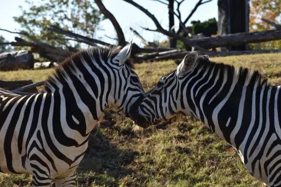 Casinia Cazino Cazinou Suport